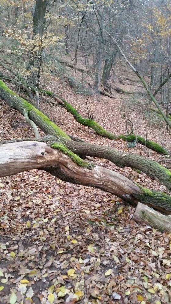 Heimatpfad vorher (Foto Rolf Stoner)