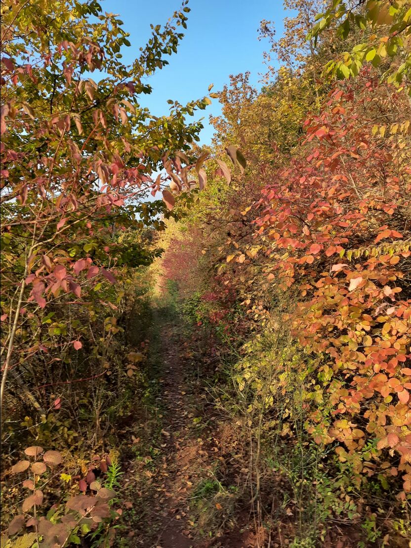 Herbstwald